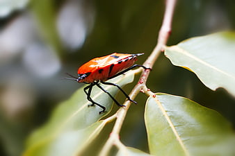 Close-up of a vibrant red and black insect on a green leaf