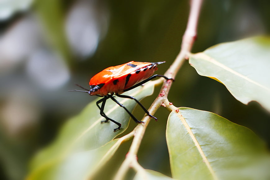 Close-up of a vibrant red and black insect on a green leaf