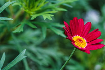Vibrant Red Daisy with Yellow Center in Green Garden