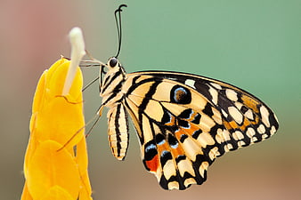 Close-up of a Tiger Swallowtail Butterfly on a Yellow Flower