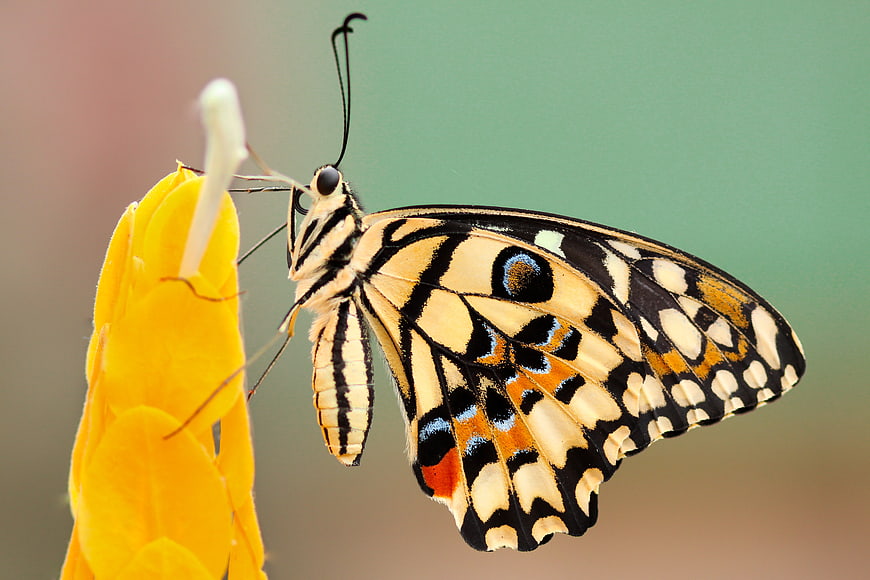 Close-up of a Tiger Swallowtail Butterfly on a Yellow Flower