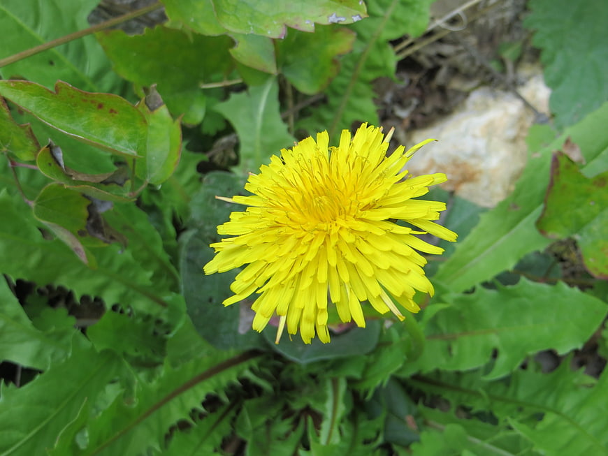 Close-up of a bright yellow dandelion flower in green grass