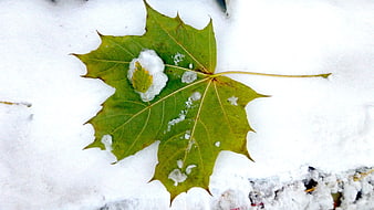 Green maple leaf with snow on white background
