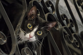 Curious black and white cat peeking through ornate dark metal gate