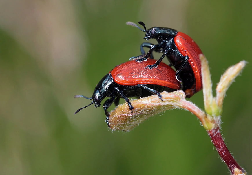 Two Red and Black Beetles Mating on a Plant Stem