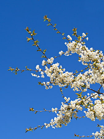 White Cherry Blossoms Branch Against Blue Sky