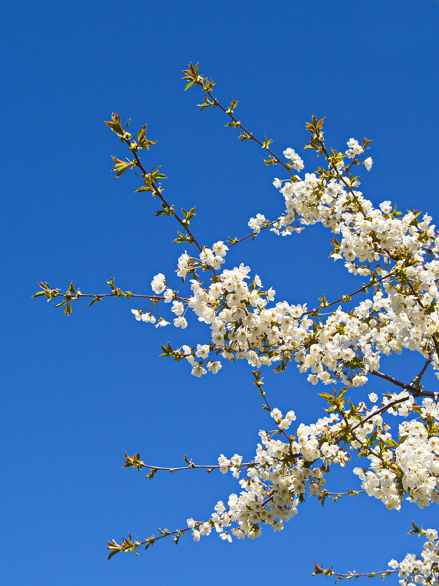 White Cherry Blossoms Branch Against Blue Sky