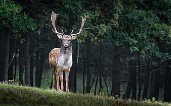 Majestic Fallow Deer Stag Standing in Forest