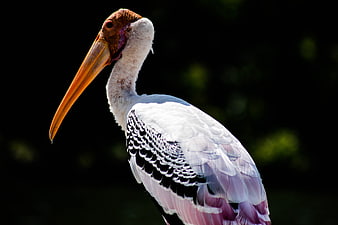 Close-up of Painted Stork with Long Beak and Pink Feathers