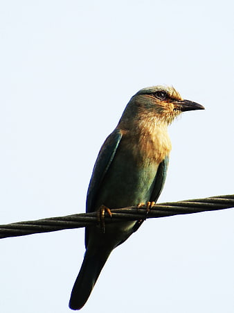 Indian Roller Bird Perched on Wire Against Sky