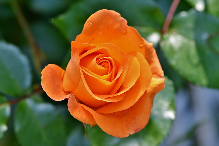Close-up of a vibrant orange rose bloom with water droplets