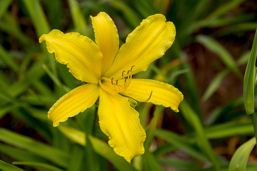 Close-up of a vibrant yellow daylily flower in a garden