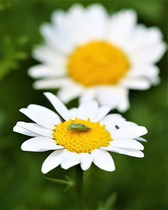 Green Bug on White Daisy Flower Macro Nature