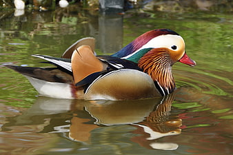 Colorful Mandarin Duck Swimming in Green Pond Water