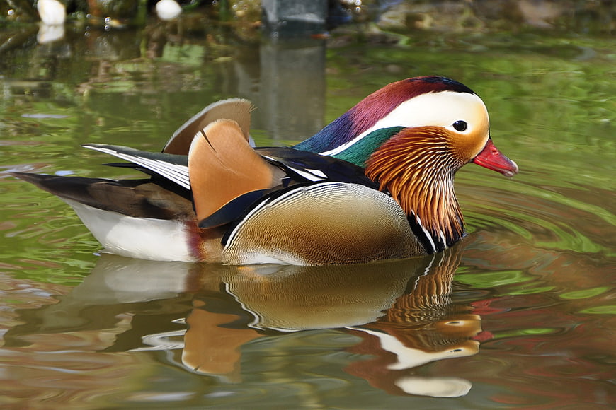 Colorful Mandarin Duck Swimming in Green Pond Water