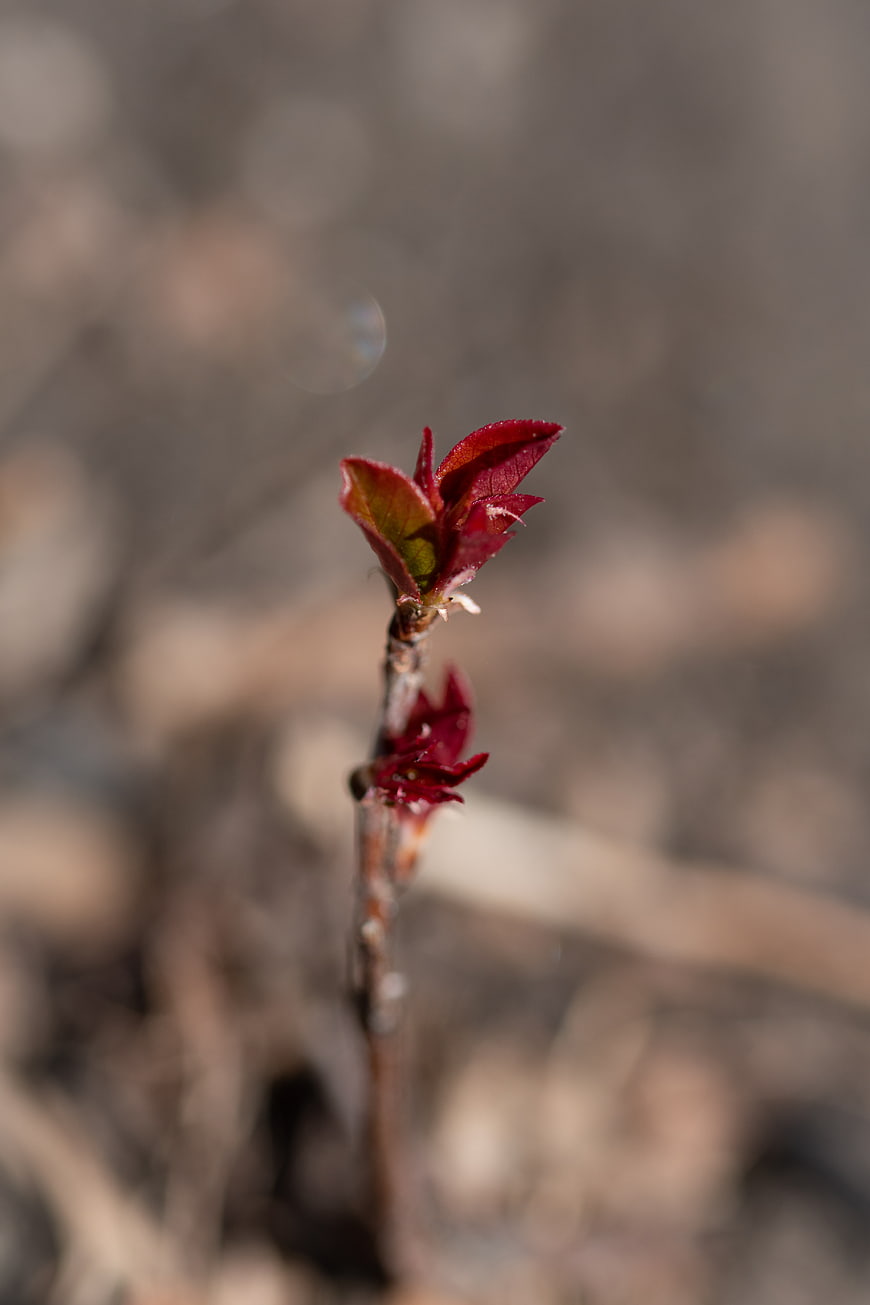 Close-up of red spring buds on a branch