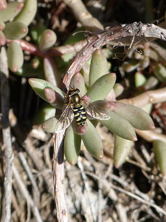Close-up of a hoverfly on a succulent plant