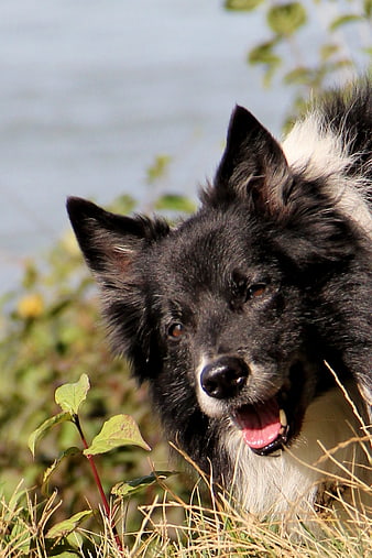Happy Black and White Border Collie in Grass