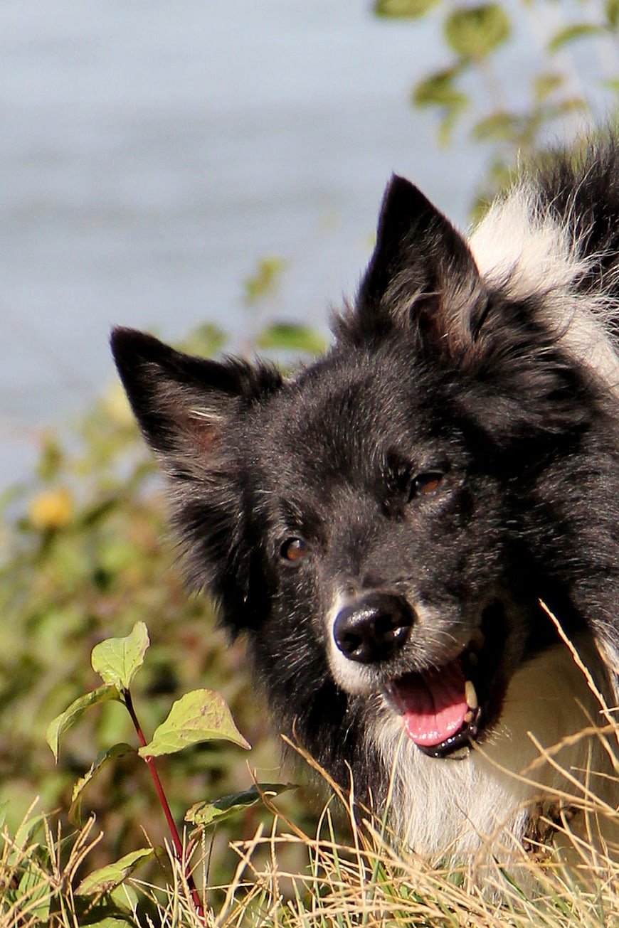 Happy Black and White Border Collie in Grass