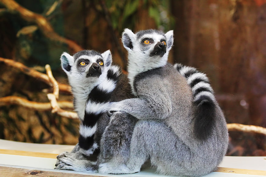 Two Ring-Tailed Lemurs Sitting Together in Zoo Enclosure