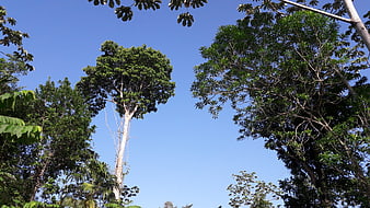 Tropical Forest Canopy Against Blue Sky