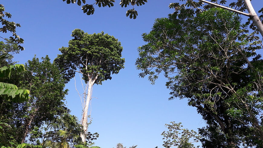 Tropical Forest Canopy Against Blue Sky