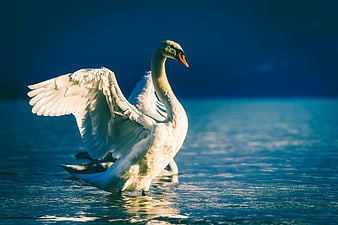 White swan spreading wings on blue lake water
