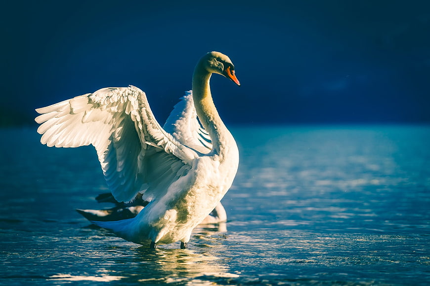 White swan spreading wings on blue lake water