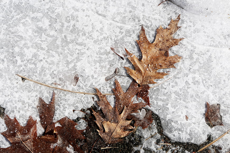 Frozen Oak Leaves on Ice Surface in Winter