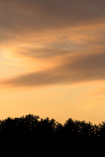 Silhouette of Pine Trees Against Golden Sunset Sky