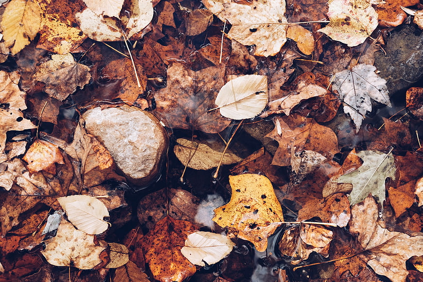 Top view of wet autumn leaves and stones in a puddle
