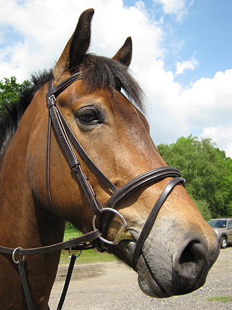 Close-up Portrait of Brown Horse with Bridle Outdoors