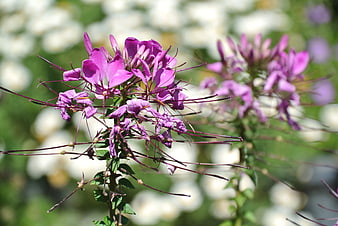 Close-up of vibrant purple spider flowers in a garden