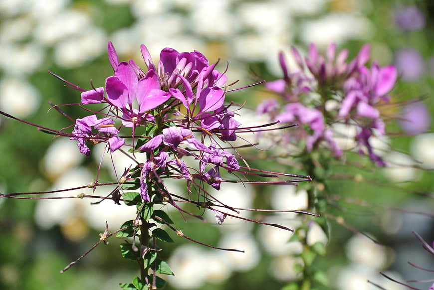 Close-up of vibrant purple spider flowers in a garden