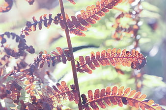 Close-up of brown autumn fern fronds with spores