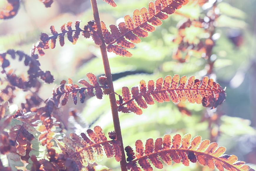 Close-up of brown autumn fern fronds with spores