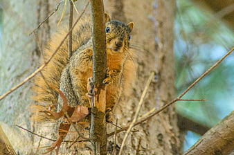 Curious Fox Squirrel Peeking from Tree Branch in Forest