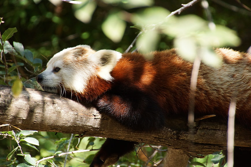 Red Panda Sleeping on Tree Branch in Sunlight