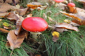 Red Fly Agaric Mushroom in Autumn Forest