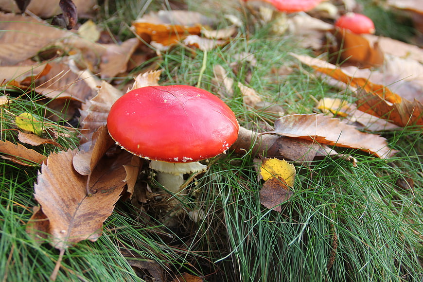 Red Fly Agaric Mushroom in Autumn Forest