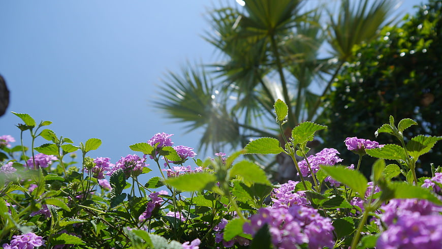 Purple Lantana Flowers with Palm Trees and Blue Sky