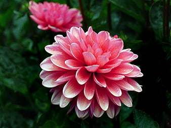 Pink Dahlia Flower with Water Droplets on Green Background