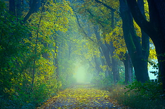 Misty Autumn Forest Path With Golden Leaves And Sunlight