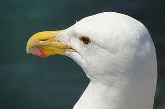 Close-up portrait of a seagull head with yellow beak
