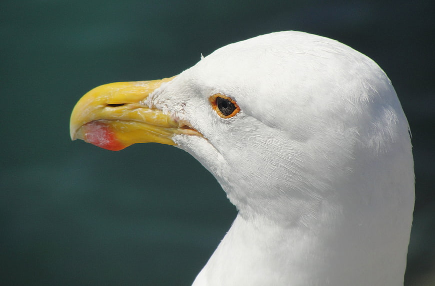 Close-up portrait of a seagull head with yellow beak