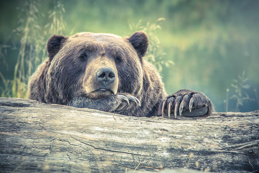 Brown Bear Resting on Log in Forest