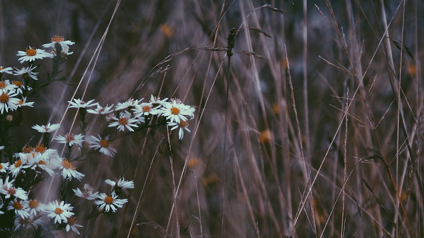 White Wildflowers in Dry Grass Field