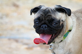 Close-up portrait of a happy pug dog panting with tongue out
