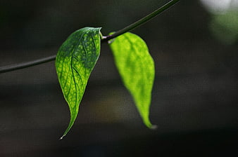 Close-up of vibrant green leaves on a dark blurred background