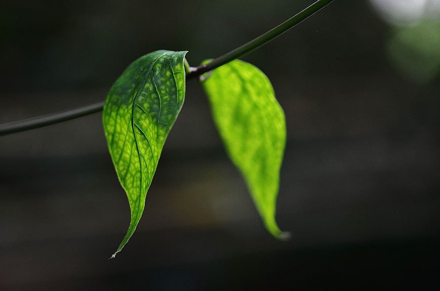 Close-up of vibrant green leaves on a dark blurred background